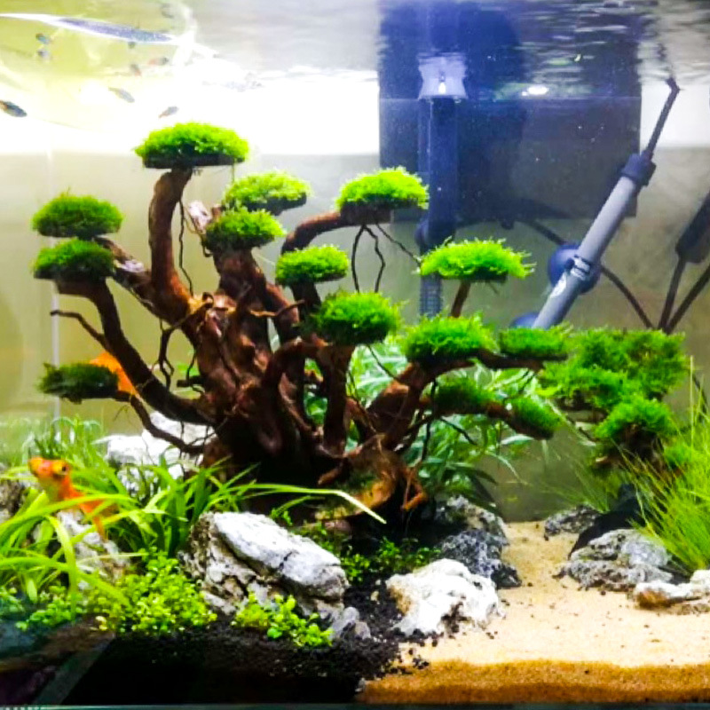 Aquarium Planted Wood - Aquarium Landscaping Moss Tree Skeleton Finished