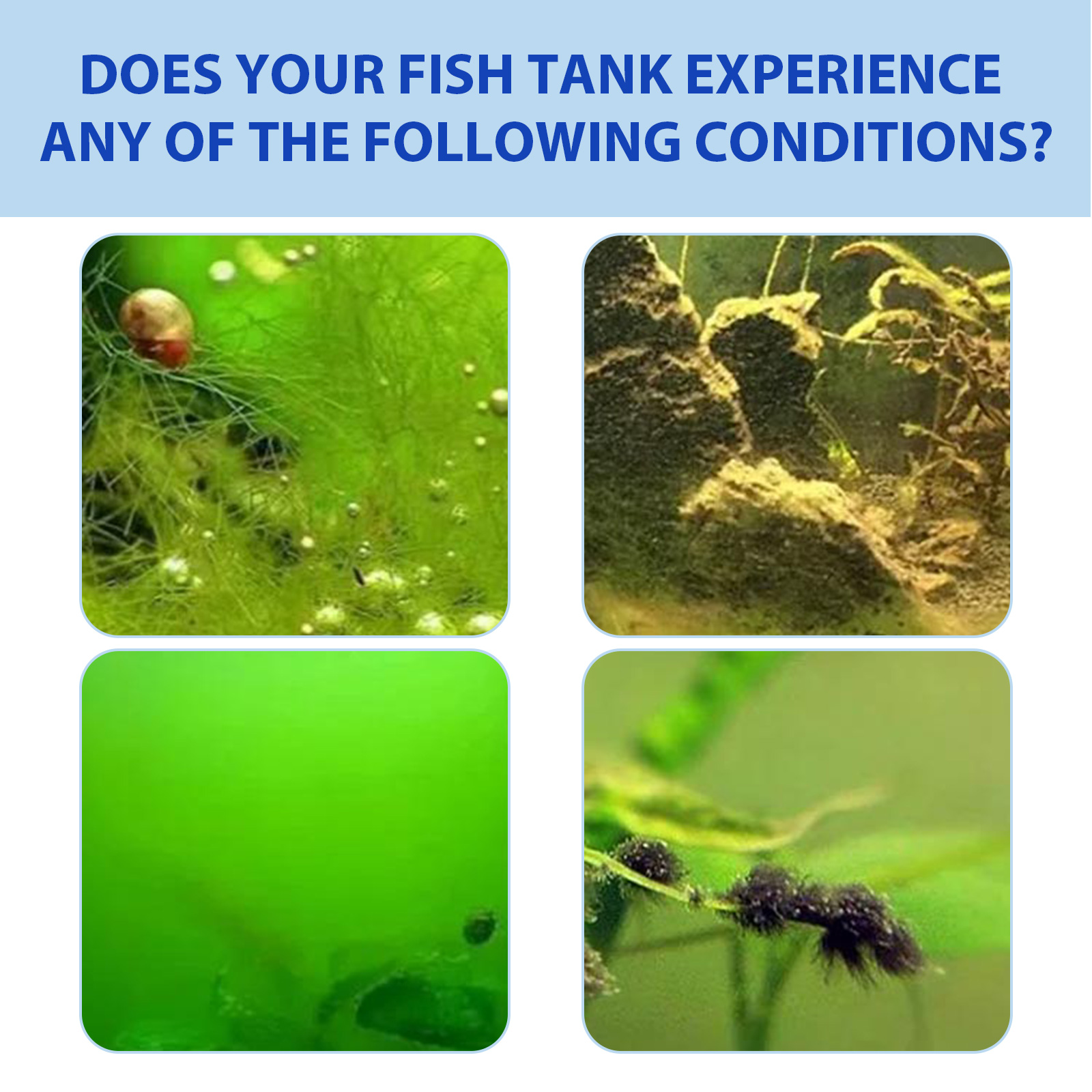 Biological Aquarium Algae Cont - Planted Aquarium Algae Control ulasan dan harga