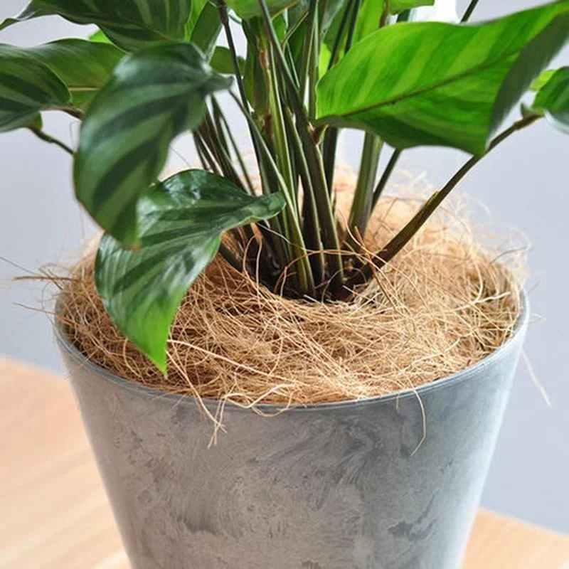 Natural Coconut Husk Fiber Flo - Tissue Culture Plant ulasan dan harga