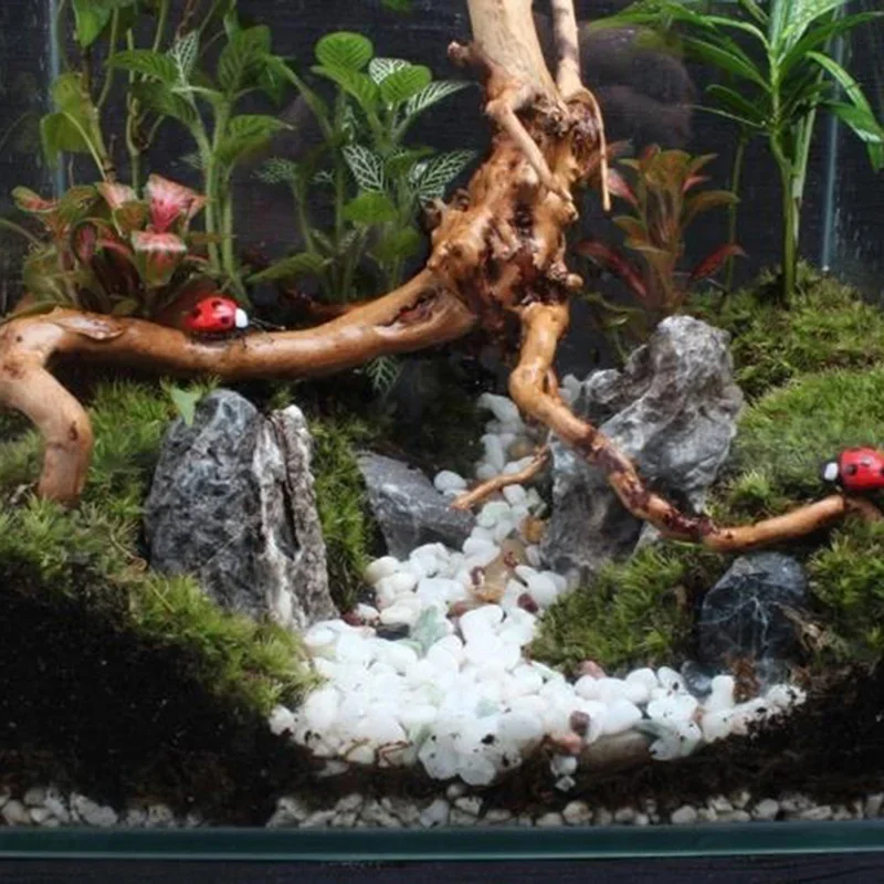 Natural Tree Trunk Driftwood A - Aquarium Planted Wood ulasan dan harga
