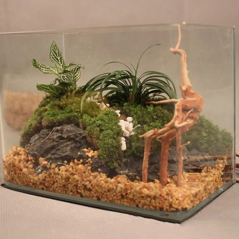 Natural Tree Trunk Driftwood A - Aquarium Planted Wood ulasan dan harga