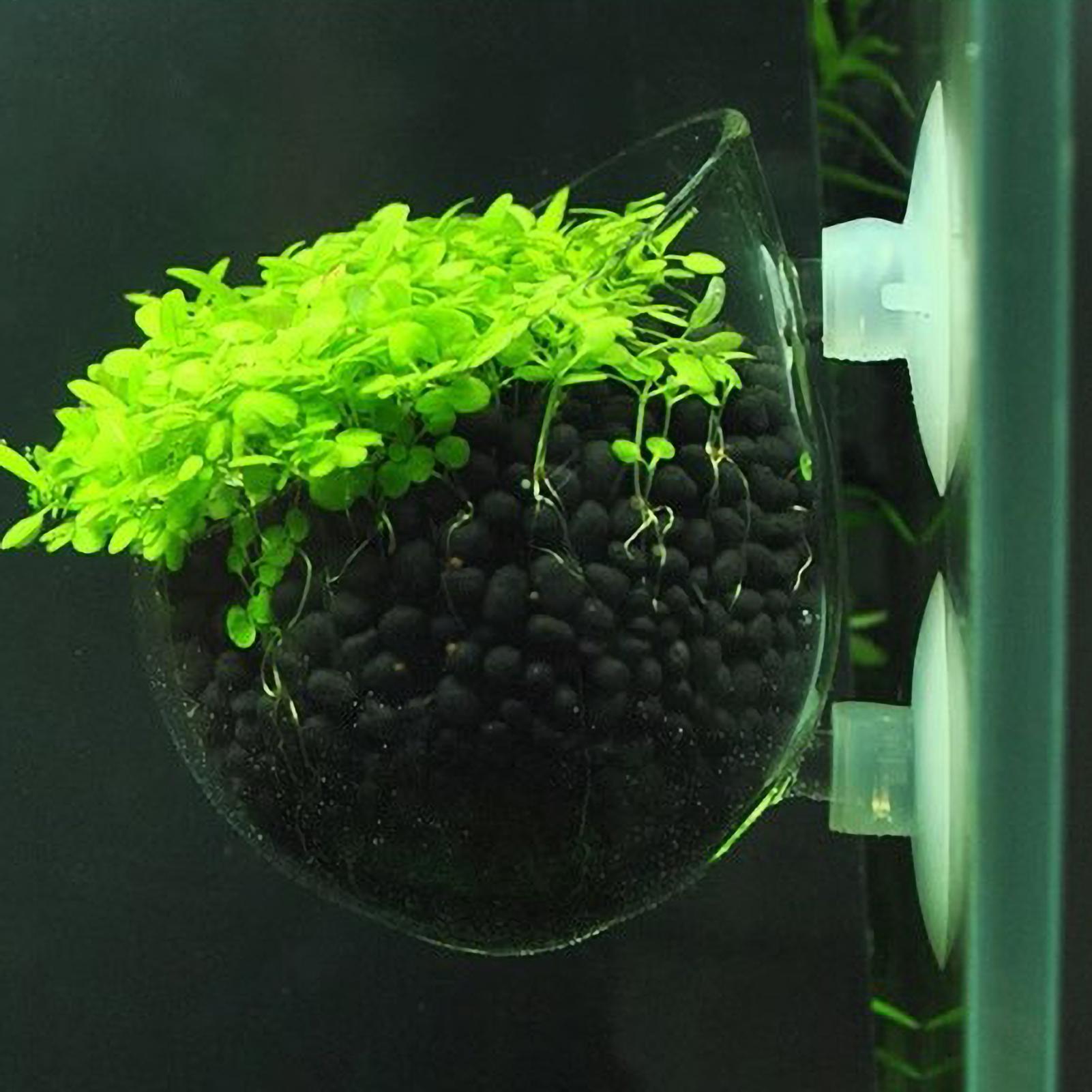 Aquarium Plant Holder Glass Aq - Aquarium Plant Holder ulasan dan harga