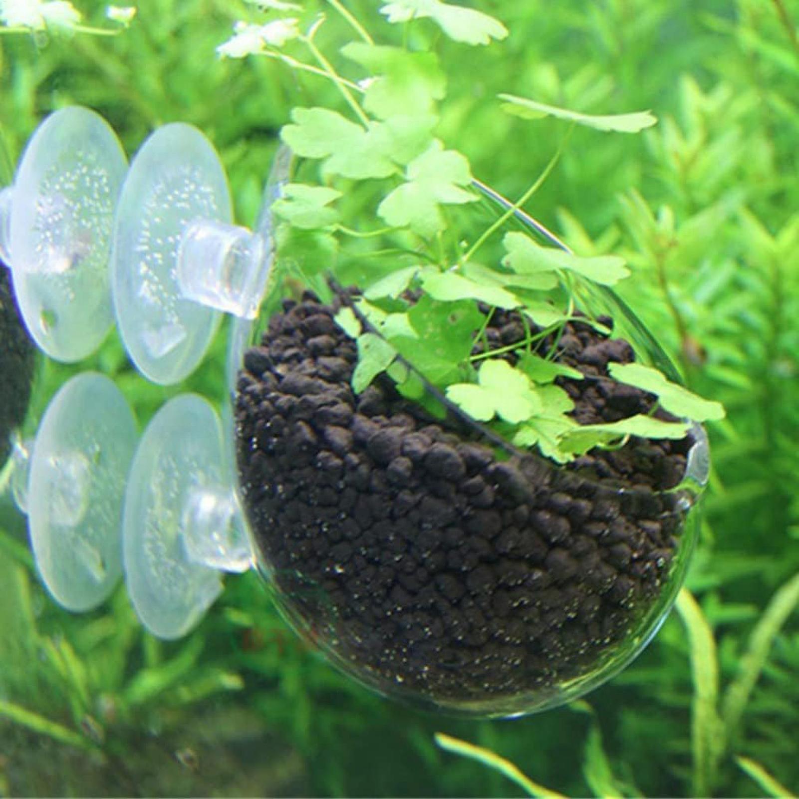 Aquarium Plant Holder Glass Aq - Aquarium Plant Holder ulasan dan harga