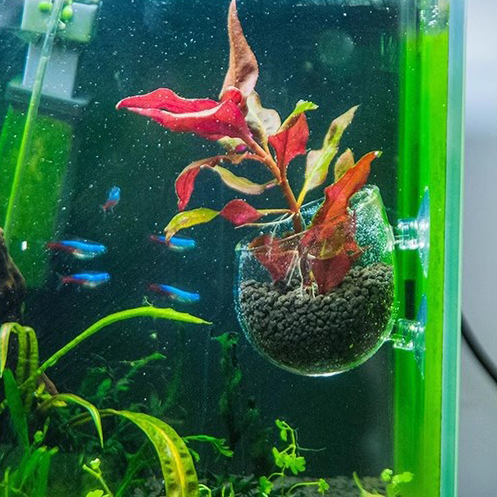 Aquarium Plant Holder Glass Aq - Aquarium Plant Holder ulasan dan harga