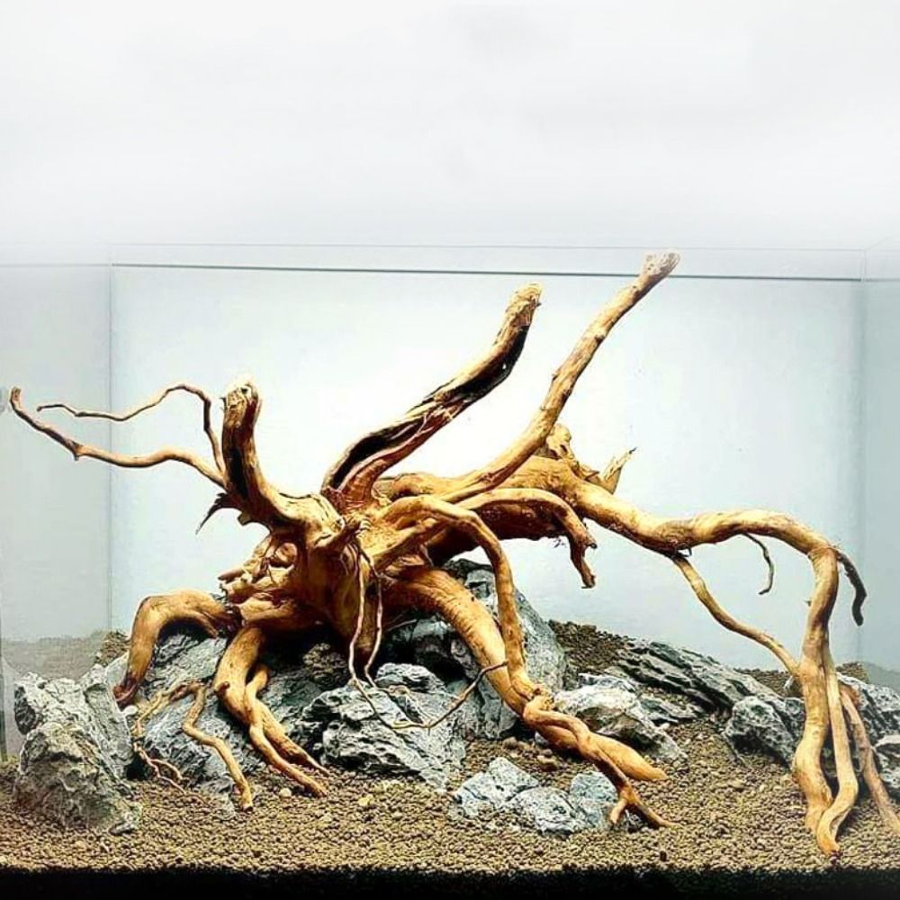 20-25CM Large Aquarium Driftwo - Aquarium Planted Wood ulasan dan harga