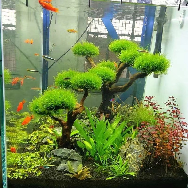 Fish tank greening wood frame  - Aquarium Planted Wood ulasan dan harga