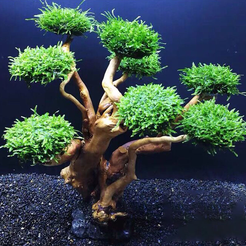 Fish tank greening wood frame  - Aquarium Planted Wood ulasan dan harga