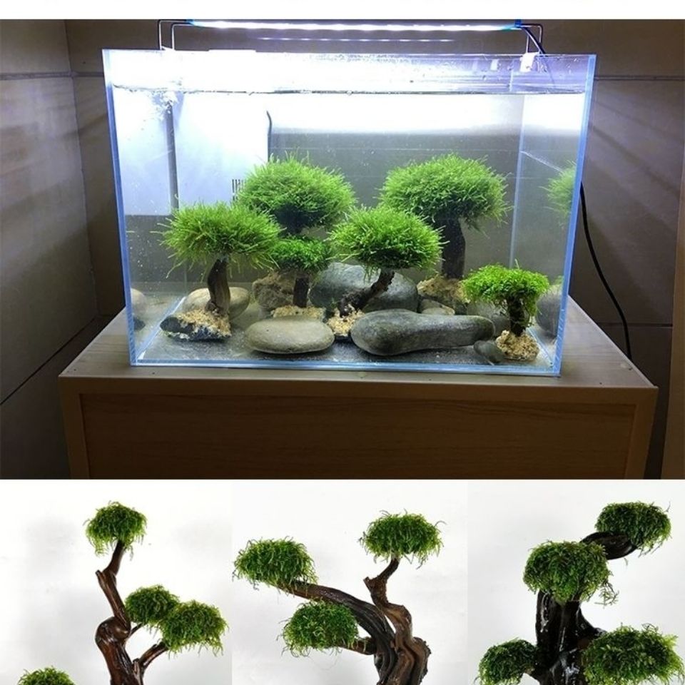 Fish tank greening wood frame  - Aquarium Planted Wood ulasan dan harga