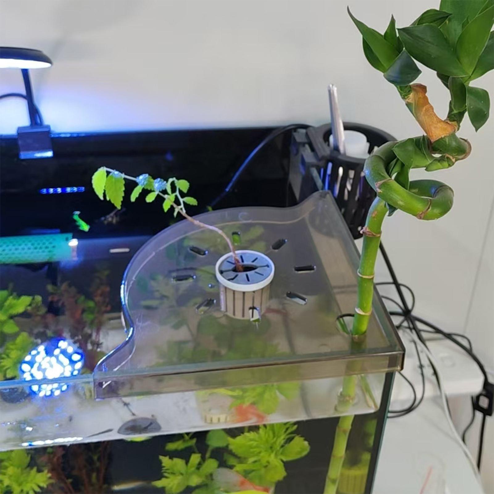 Triangle Fish Tank Corner Stor - Aquarium Plant Holder ulasan dan harga