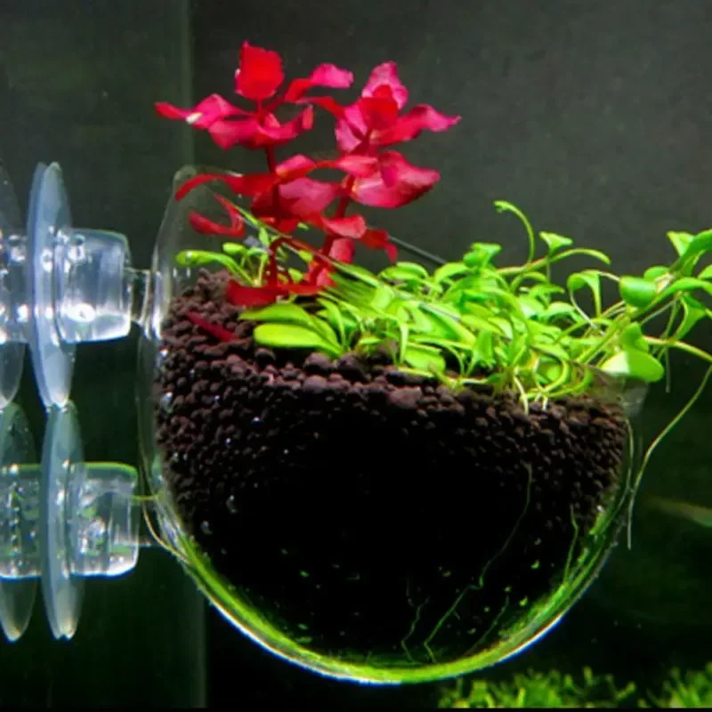 Clear Aquatic Plant Cup With S - Aquarium Plant Holder ulasan dan harga