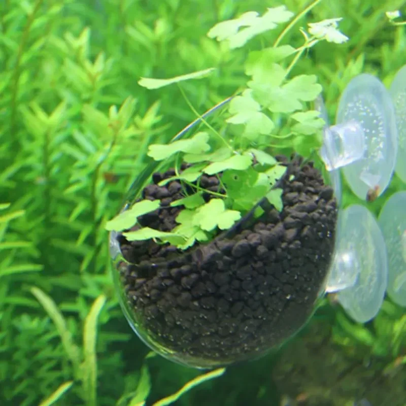 Clear Aquatic Plant Cup With S - Aquarium Plant Holder ulasan dan harga