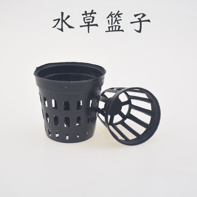 5pcs/lot Fish Tank Plants Plan - Tissue Culture Plant ulasan dan harga