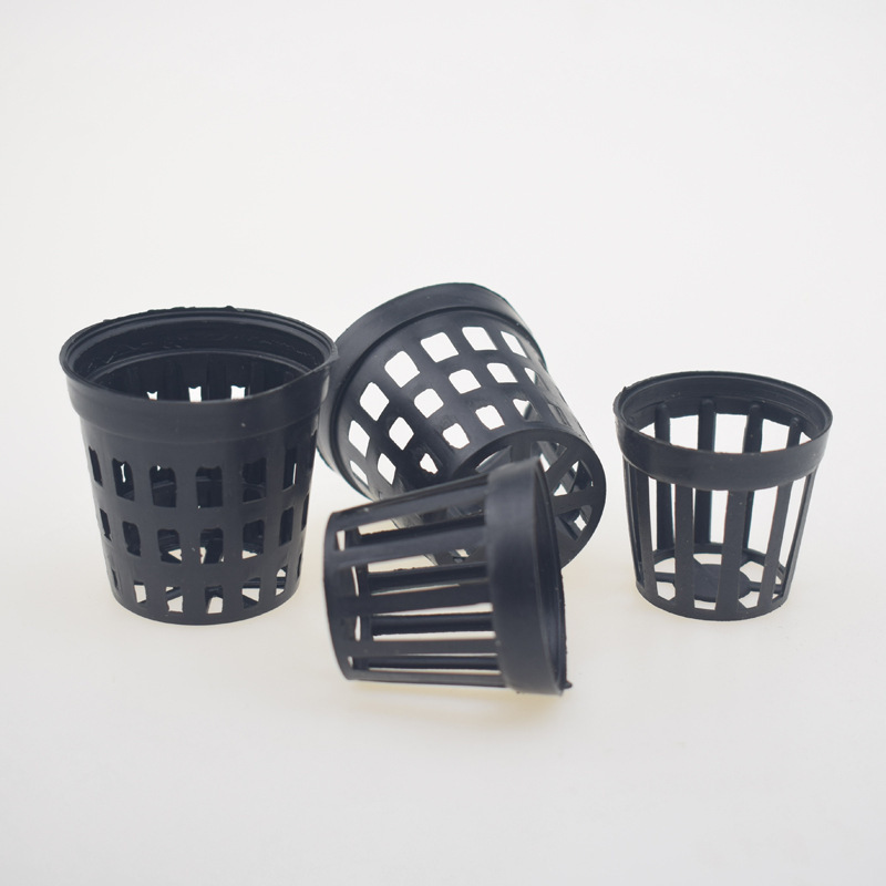 5pcs/lot Fish Tank Plants Plan - Tissue Culture Plant ulasan dan harga