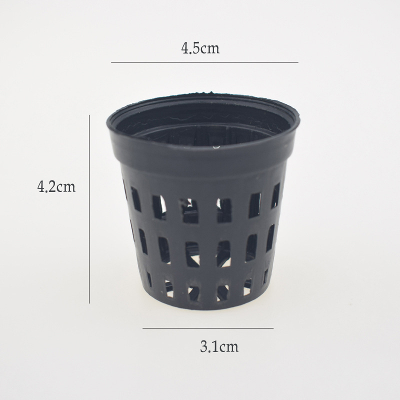 5pcs/lot Fish Tank Plants Plan - Tissue Culture Plant ulasan dan harga
