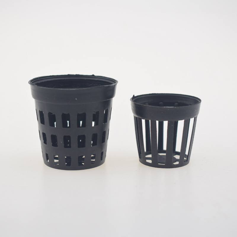 5pcs/lot Fish Tank Plants Plan - Tissue Culture Plant ulasan dan harga